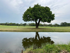 ขายที่ดินทำเลทองติดสนามกอล์ฟ วังน้อย อยุธยา